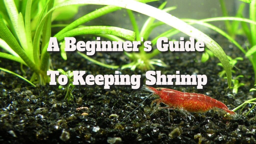 a beginners guide to keeping shrimp