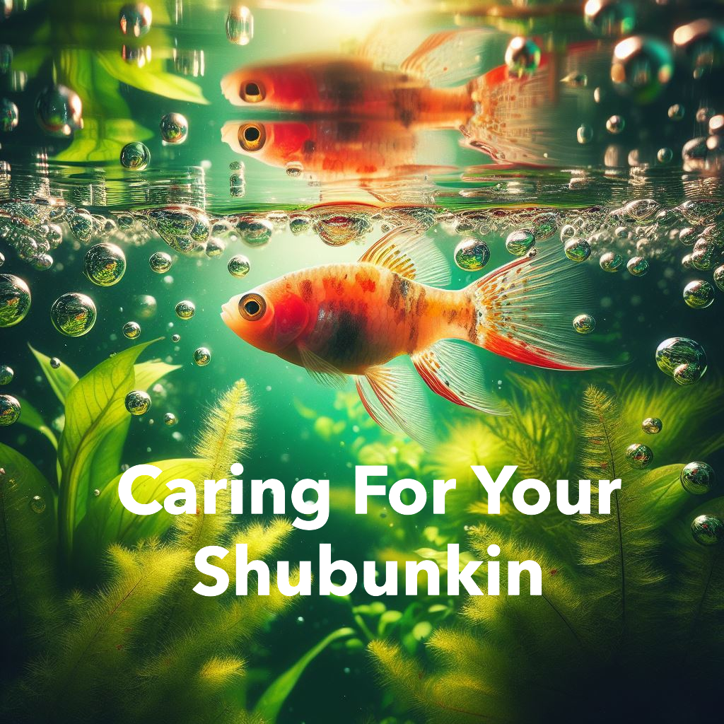 shubunkin fish