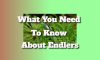 What You Need To Know About Endlers
