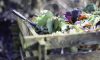 Find the Best Kitchen Composter for Your Eco-Friendly Lifestyle