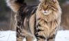 Maine Coon Cats: Essential Care Tips You Need to Know