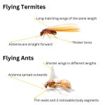 Flying Termites Action Plan: Essential Control Strategies