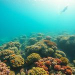 Scuba Diving Adventures in Belize: The Ultimate Destination