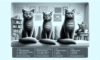 Cat Behaviour Insights: Wisdom from Jackson Galaxy