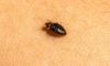 Bed Bug Infestations: How to Identify, Treat, and Prevent