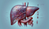 Liver Blood Test: Comprehensive Analysis in Tewkesbury