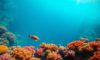 Great Blue Hole Belize: Essential Guide for Diving & Snorkelling