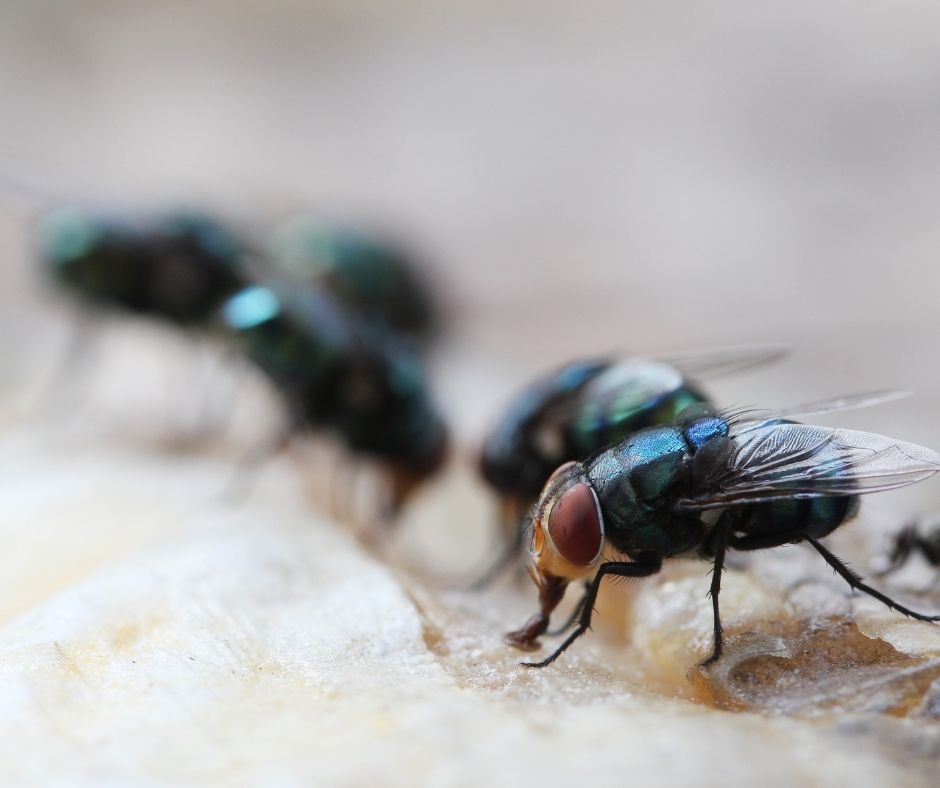 Maggots Extermination Tips for Homes in Sydney