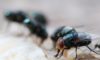 Maggot Extermination Strategies for Properties in Sydney
