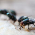 Maggot Extermination Strategies for Properties in Sydney
