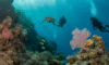 Belize Barrier Reef: The Ultimate Diving and Snorkeling Spot 2025