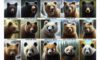 Surviving a Bear Attack: Essential Tips for Safety